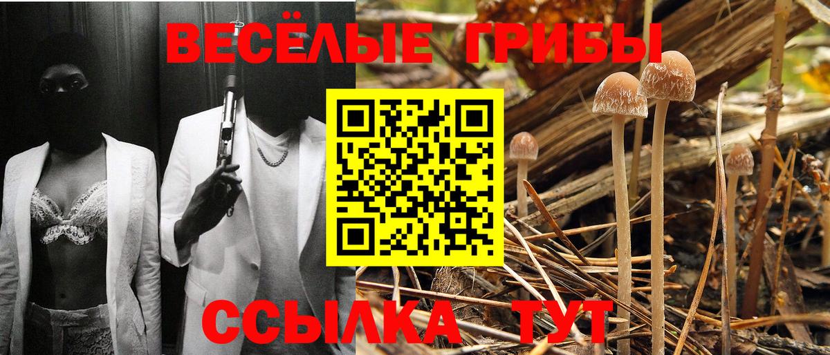 Камышлов  Галлюциногенные грибы Psilocybine cubensis  Вход с VPN 